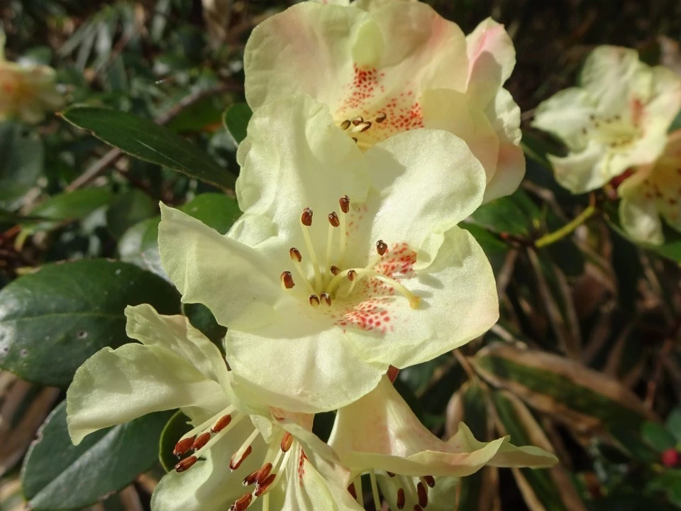 'Busaco'